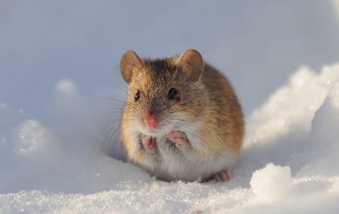 a house mouse scurrying through a snow yard in vail Colorado