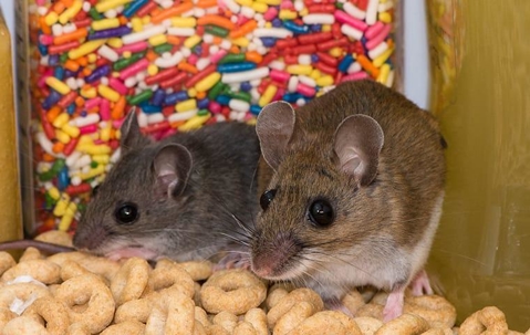 a rodent infestation within a vail colorado food pantry