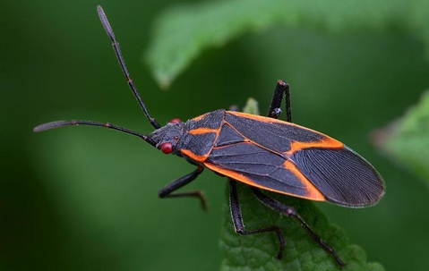 boxelder bug on leaf