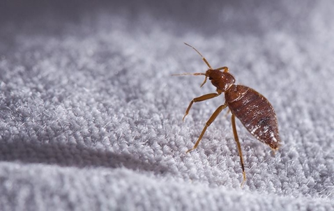 a bed bug up close crawling on sheets in vail Colorado
