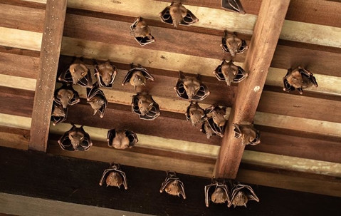 bats hanging in a home