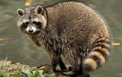 a dangerous raccoon in an Avon yard