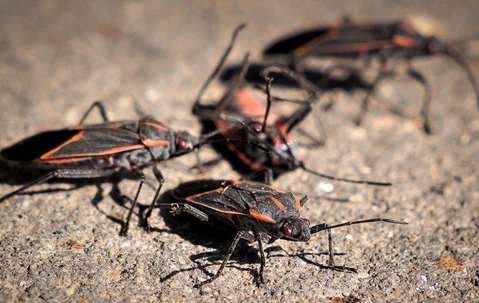 box elder bugs on ground