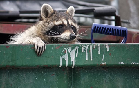 a raccoon inside of a trash dumpster in aspen Colorado