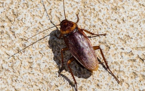 American cockroach crawling in kitchen