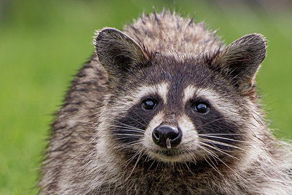 The Best Way To Keep Raccoons Away From Your Avon Property