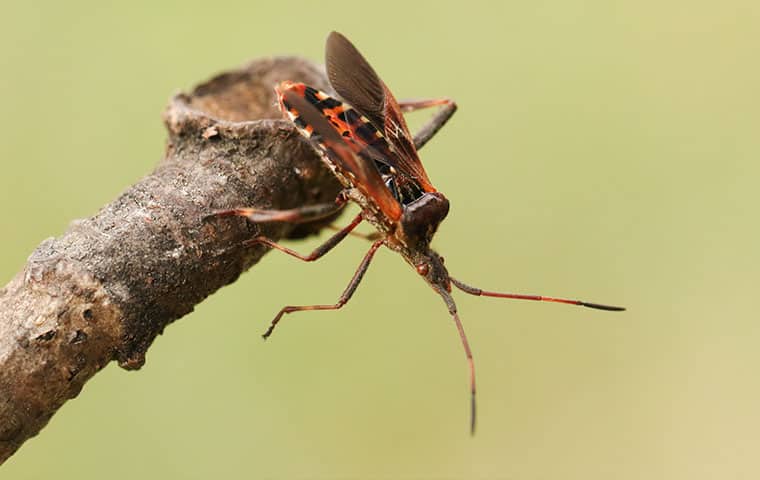 Western Conifer Seed Bugs